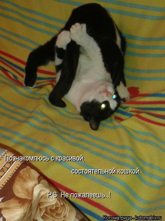 Познакомлюсь с красивой, состоятельной кошкой. P.S. Не пожалеешь..!... Котоматрица: Познакомлюсь с красивой, состоятельной кошкой. P.S. Не пожалеешь..!
