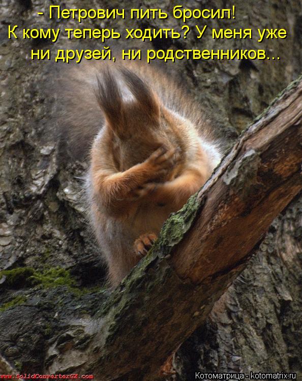 Котоматрица: - Петрович пить бросил! К кому теперь ходить? У меня уже ни друзей, ни родственников...