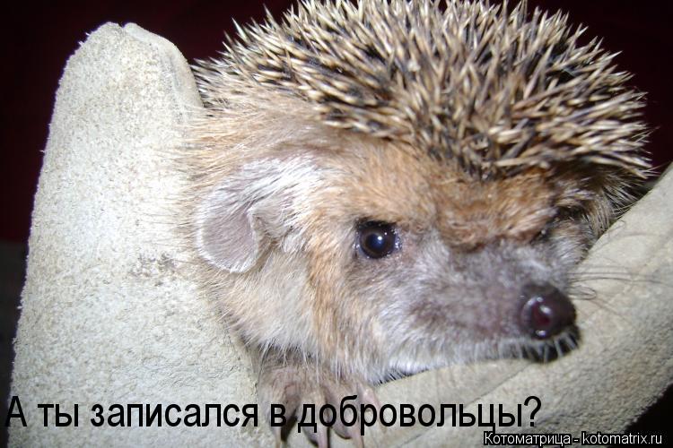 А ты записался в добровольцы?... Котоматрица: А ты записался в добровольцы?