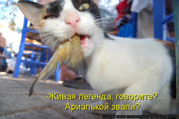 -Живая легенда, говорите?... Ариэлькой звали?...... Котоматрица: -Живая легенда, говорите?... Ариэлькой звали?...