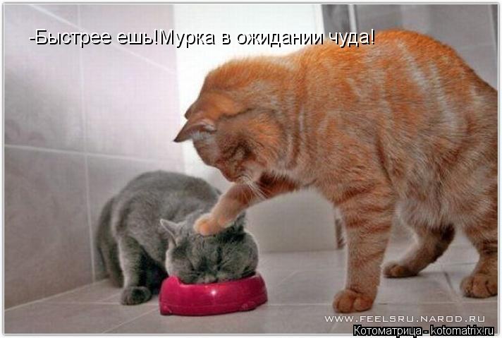 -Быстрее ешь!Мурка в ожидании чуда!... Котоматрица: -Быстрее ешь!Мурка в ожидании чуда!