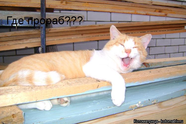 Где прораб???... Котоматрица: Где прораб???