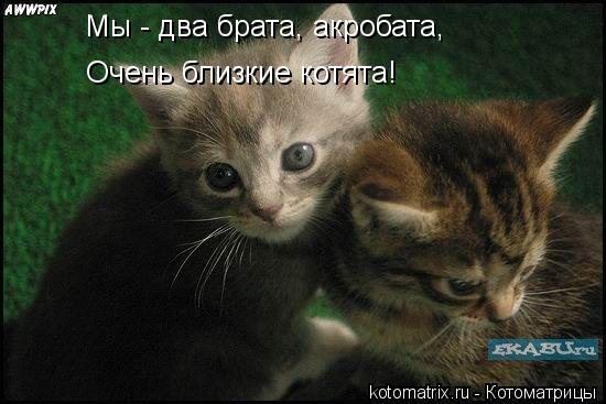 Мы - два брата, акробата, Очень близкие котята!... Котоматрица: Мы - два брата, акробата, Очень близкие котята!