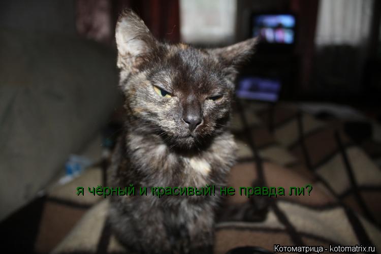 я чёрный и красивый! не правда ли?... Котоматрица: я чёрный и красивый! не правда ли?