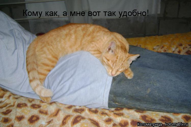 Кому как, а мне вот так удобно!... Котоматрица: Кому как, а мне вот так удобно!