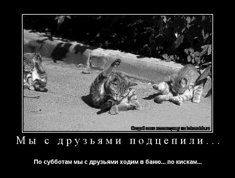 Мы с друзьями подцепили... По субботам мы с друзьями ходим в баню... по кискам...... Котоматрица: Мы с друзьями подцепили... По субботам мы с друзьями ходим в баню... по кискам...