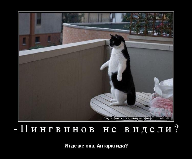 -Пингвинов не видели? И где же она, Антарктида?... Котоматрица: -Пингвинов не видели? И где же она, Антарктида?