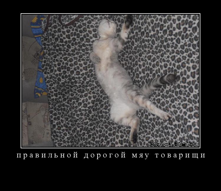 правильной дорогой мяу товарищи ... Котоматрица: правильной дорогой мяу товарищи