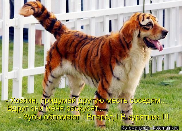 - Хозяин, придумай другую месть соседям... Вдруг они меня раскусят.... - Зубы обломают ! Вперёд ! В к... Котоматрица: - Хозяин, придумай другую месть соседям... Вдруг они меня раскусят.... - Зубы обломают ! Вперёд ! В курятник !!!