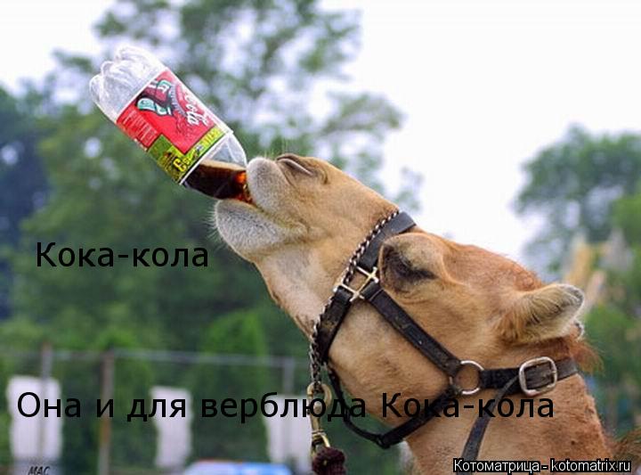 Кока-кола Она и для верблюда Кока-кола... Котоматрица: Кока-кола Она и для верблюда Кока-кола