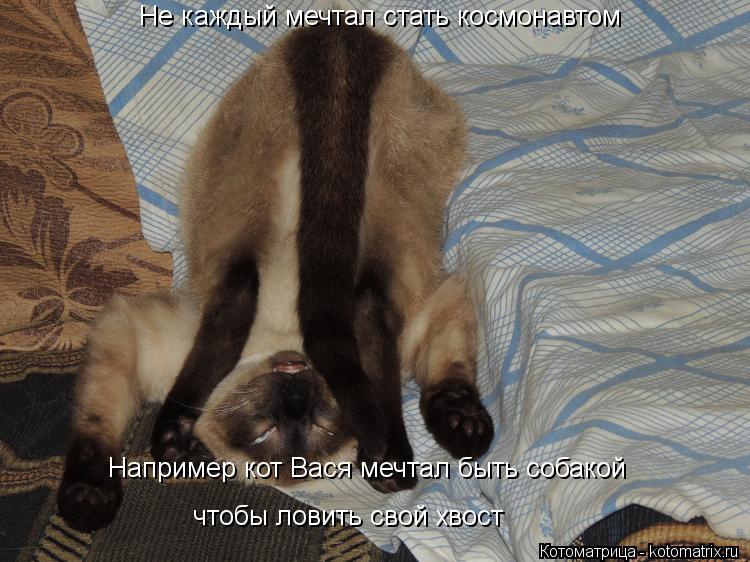 Не каждый мечтал стать космонавтом Например кот Вася мечтал быть собакой чтобы ловить свой хвост... Котоматрица: Не каждый мечтал стать космонавтом Например кот Вася мечтал быть собакой чтобы ловить свой хвост