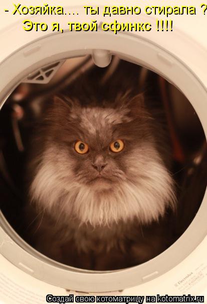 - Хозяйка.... ты давно стирала ? Это я, твой сфинкс !!!!... Котоматрица: - Хозяйка.... ты давно стирала ? Это я, твой сфинкс !!!!