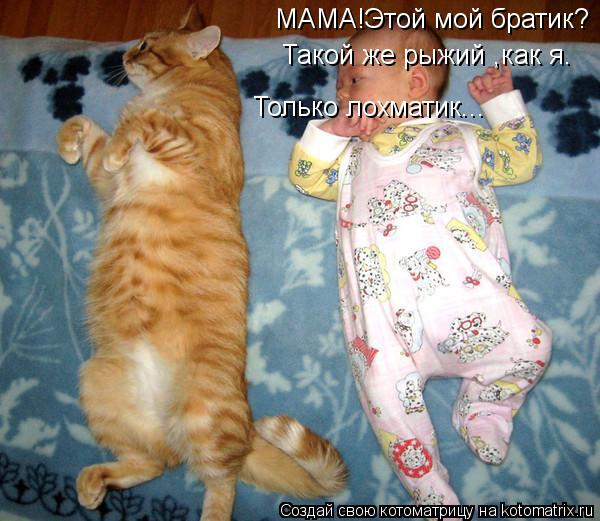 МАМА!Этой мой братик? Такой же рыжий ,как я. Только лохматик...... Котоматрица: МАМА!Этой мой братик? Такой же рыжий ,как я. Только лохматик...