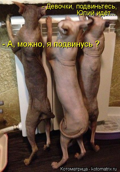 - Девочки, подвиньтесь, Юлий идёт... - А, можно, я подвинусь ?... Котоматрица: - Девочки, подвиньтесь, Юлий идёт... - А, можно, я подвинусь ?