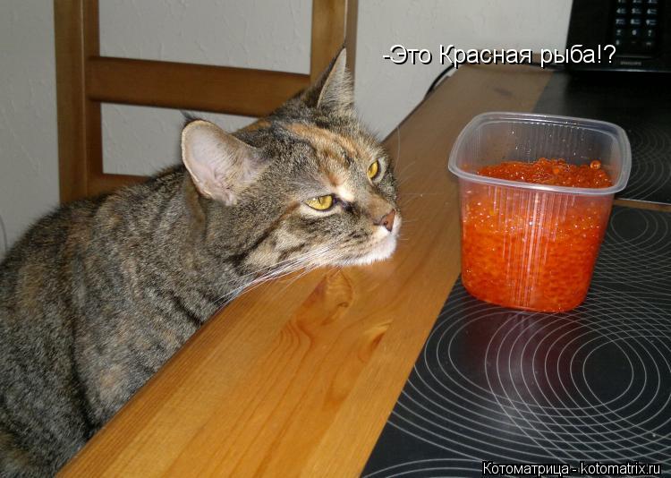 -Это Красная рыба!?... Котоматрица: -Это Красная рыба!?