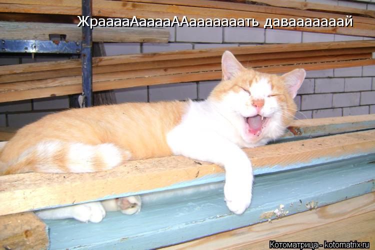 ЖрааааАааааААааааааать давааааааай... Котоматрица: ЖрааааАааааААааааааать давааааааай