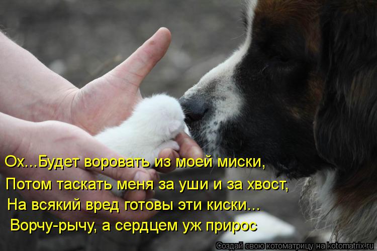 Котоматрица: Ох...Будет воровать из моей миски, Потом таскать меня за уши и за хвост, На всякий вред готовы эти киски... Ворчу-рычу, а сердцем уж прирос