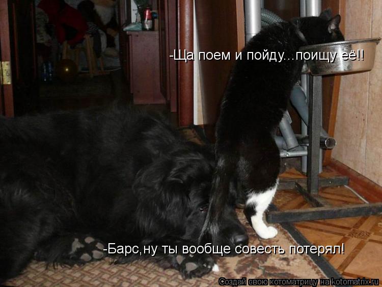 -Барс,ну ты вообще совесть потерял! -Ща поем и пойду...поищу её!!... Котоматрица: -Барс,ну ты вообще совесть потерял! -Ща поем и пойду...поищу её!!
