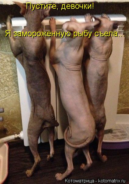 Пустите, девочки! Я замороженную рыбу съела...... Котоматрица: Пустите, девочки! Я замороженную рыбу съела...