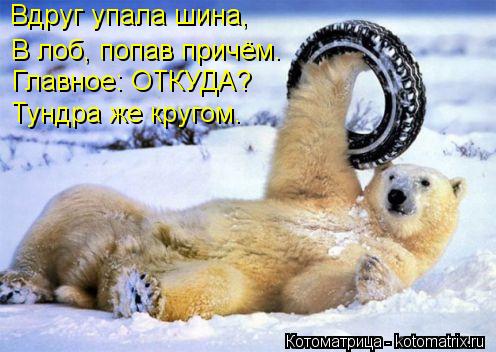 Котоматрица: Вдруг упала шина, В лоб, попав причём. Главное: ОТКУДА? Тундра же кругом.