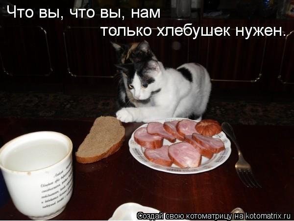 Что вы, что вы, нам только хлебушек нужен.... Котоматрица: Что вы, что вы, нам только хлебушек нужен.