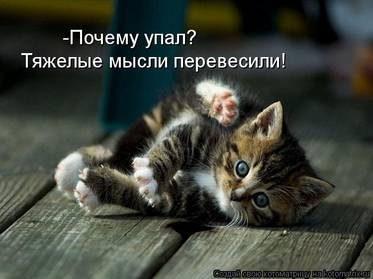 -Почему упал? Тяжелые мысли перевесили!... Котоматрица: -Почему упал? Тяжелые мысли перевесили!