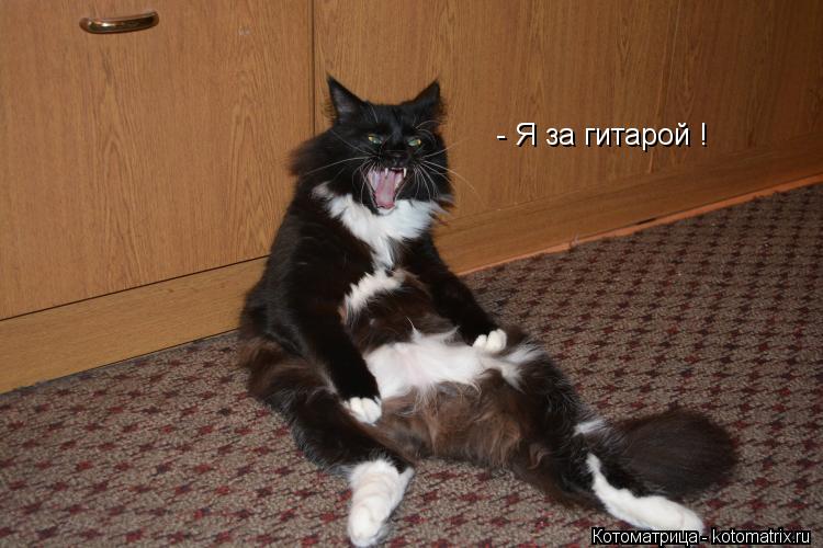 - Я за гитарой !... Котоматрица: - Я за гитарой !