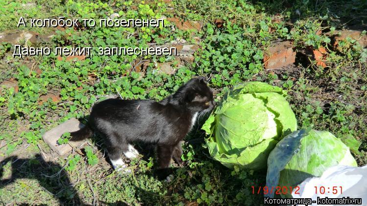 А колобок то позеленел... Давно лежит, заплесневел...... Котоматрица: А колобок то позеленел... Давно лежит, заплесневел...