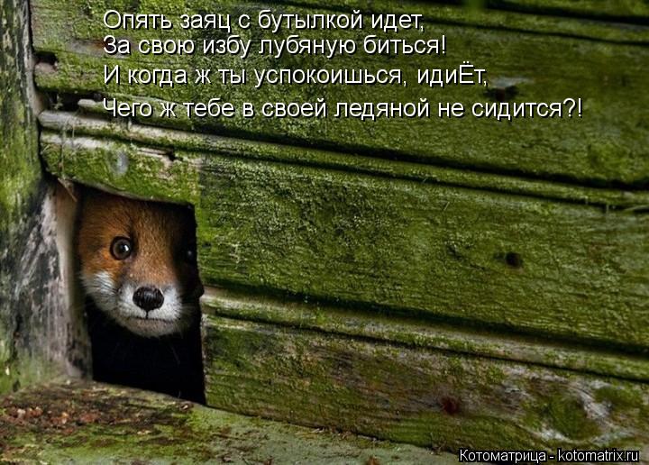 Опять заяц с бутылкой идет, За свою избу лубяную биться! И когда ж ты успокоишься, идиЁт, Чего ж тебе... Котоматрица: Опять заяц с бутылкой идет, За свою избу лубяную биться! И когда ж ты успокоишься, идиЁт, Чего ж тебе в своей ледяной не сидится?!