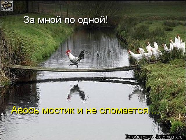 За мной по одной! Авось мостик и не сломается....... Котоматрица: За мной по одной! Авось мостик и не сломается....