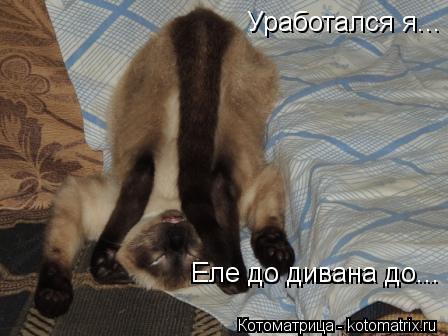 Уработался я... Еле до дивана до... Еле до дивана до...... Котоматрица: Уработался я... Еле до дивана до... Еле до дивана до...