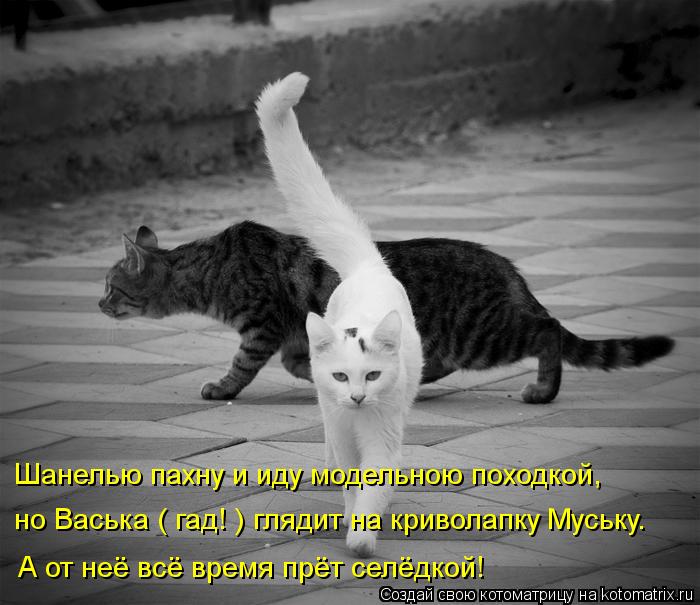 Шанелью пахну и иду модельною походкой, А от неё всё время прёт селёдкой! но Васька ( гад! ) глядит н... Котоматрица: Шанелью пахну и иду модельною походкой, А от неё всё время прёт селёдкой! но Васька ( гад! ) глядит на криволапку Муську.