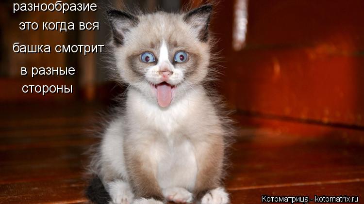 разнообразие это когда вся башка смотрит в разные стороны... Котоматрица: разнообразие это когда вся башка смотрит в разные стороны