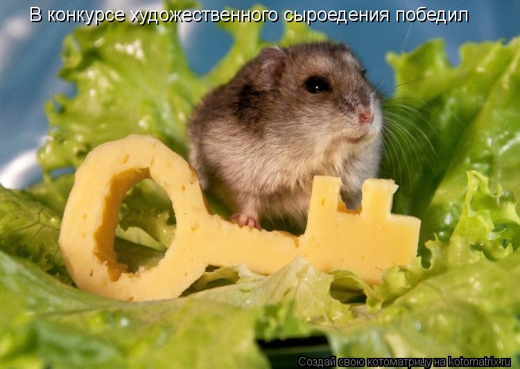 В конкурсе художественного сыроедения победил... Котоматрица: В конкурсе художественного сыроедения победил