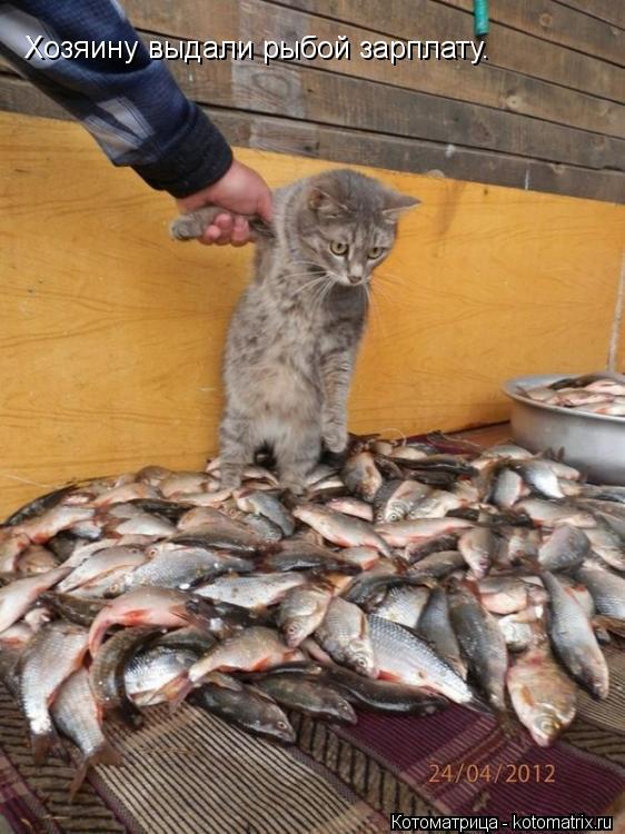 Хозяину выдали рыбой зарплату.... Котоматрица: Хозяину выдали рыбой зарплату.
