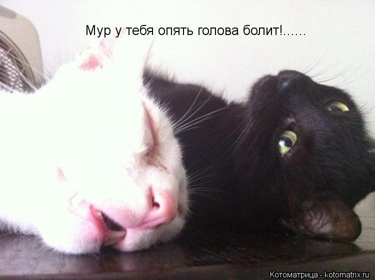 Мур у тебя опять голова болит!......... Котоматрица: Мур у тебя опять голова болит!......