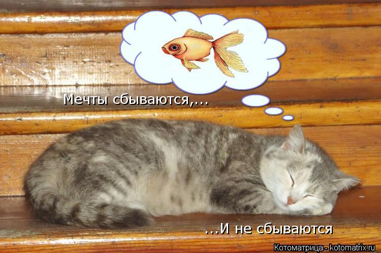 Мечты сбываются,... ...И не сбываются... Котоматрица: Мечты сбываются,... ...И не сбываются