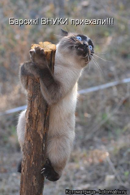 Барсик! ВНУКИ приехали!!!... Котоматрица: Барсик! ВНУКИ приехали!!!