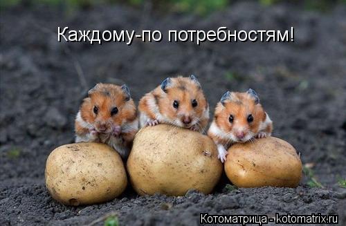 Каждому-по потребностям!... Котоматрица: Каждому-по потребностям!