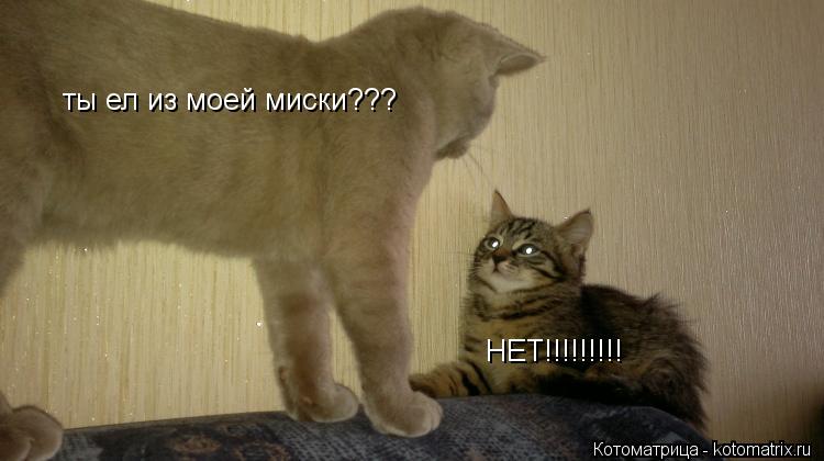 НЕТ!!!!!!!!! ты ел из моей миски???... Котоматрица: НЕТ!!!!!!!!! ты ел из моей миски???