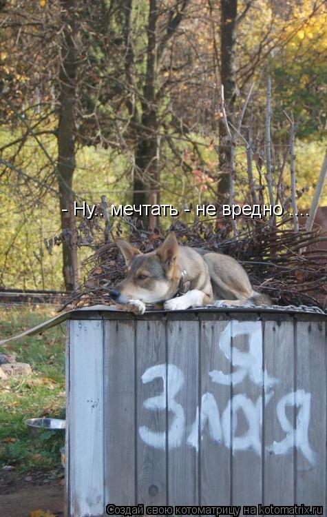- Ну.. мечтать - не вредно ....... Котоматрица: - Ну.. мечтать - не вредно ....