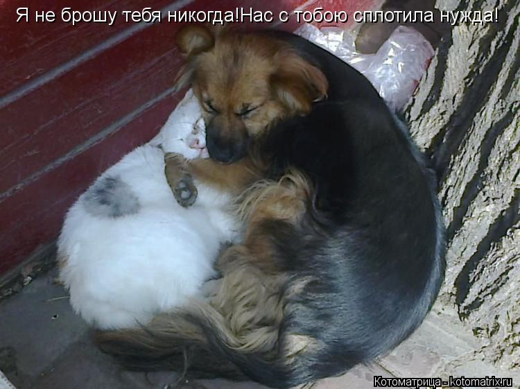 Я не брошу тебя никогда!Нас с тобою сплотила нужда!... Котоматрица: Я не брошу тебя никогда!Нас с тобою сплотила нужда!