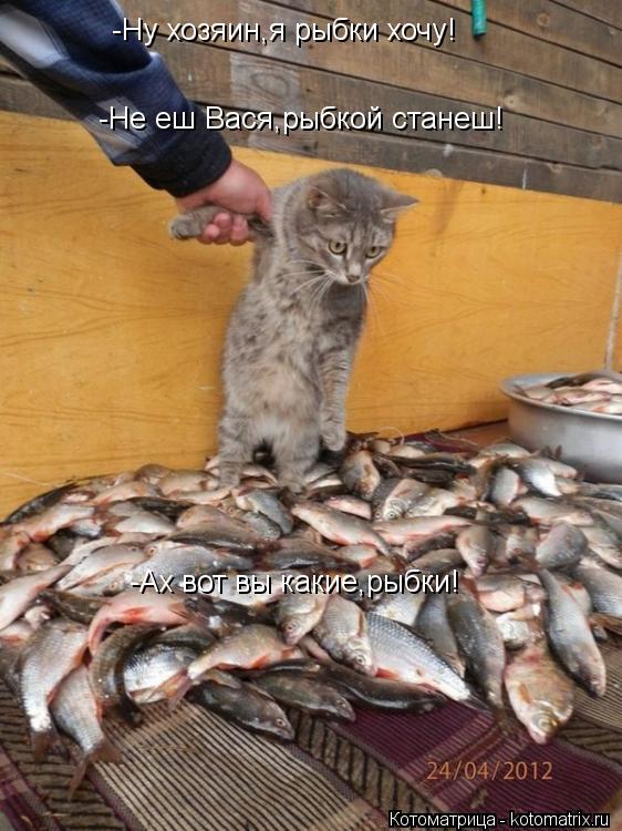 -Ну хозяин,я рыбки хочу! -Не еш Вася,рыбкой станеш! -Ах вот вы какие,рыбки!... Котоматрица: -Ну хозяин,я рыбки хочу! -Не еш Вася,рыбкой станеш! -Ах вот вы какие,рыбки!