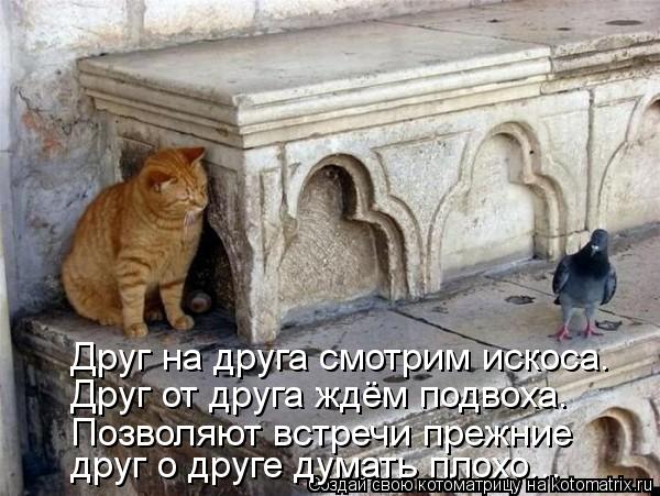 Друг на друга смотрим искоса. Друг от друга ждём подвоха. Позволяют встречи прежние друг о друге дума... Котоматрица: Друг на друга смотрим искоса. Друг от друга ждём подвоха. Позволяют встречи прежние друг о друге думать плохо...