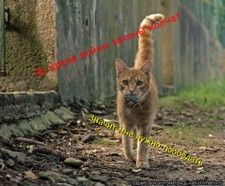 Во время войны законы молчат Значит мне нужно пообедать... Котоматрица: Во время войны законы молчат Значит мне нужно пообедать