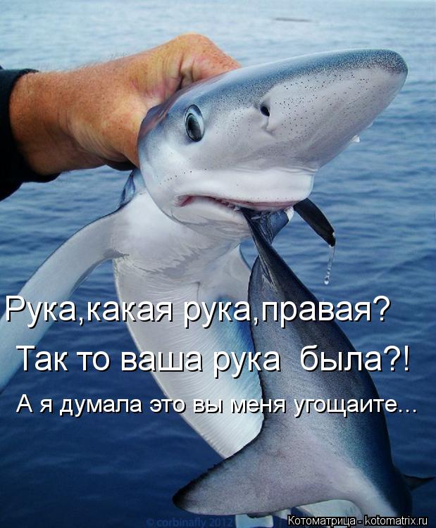 Рука,какая рука,правая? А я думала это вы меня угощаите... Так то ваша рука была?!... Котоматрица: Рука,какая рука,правая? А я думала это вы меня угощаите... Так то ваша рука была?!