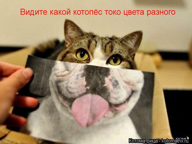 Видите какой котопёс токо цвета разного... Котоматрица: Видите какой котопёс токо цвета разного