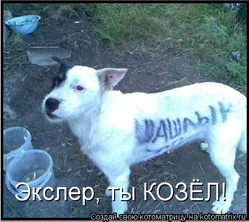 Экслер, ты КОЗЁЛ!... Котоматрица: Экслер, ты КОЗЁЛ!
