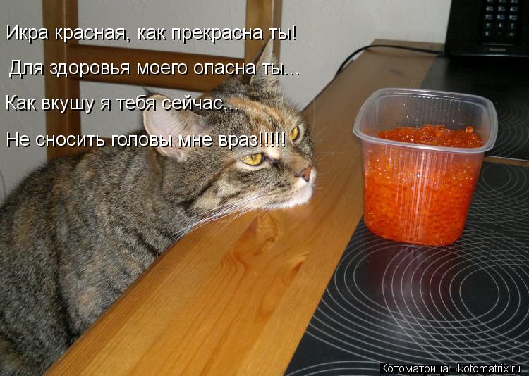 Икра красная, как прекрасна ты! Для здоровья моего опасна ты... Как вкушу я тебя сейчас... Не сносить... Котоматрица: Икра красная, как прекрасна ты! Для здоровья моего опасна ты... Как вкушу я тебя сейчас... Не сносить головы мне враз!!!!!
