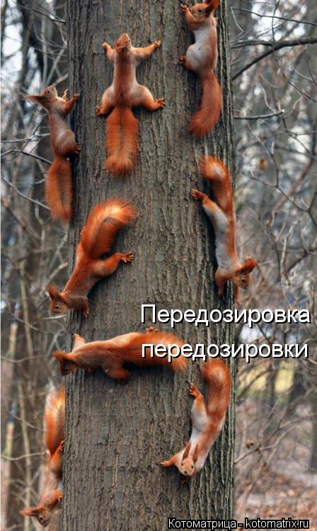 Передозировка передозировки... Котоматрица: Передозировка передозировки